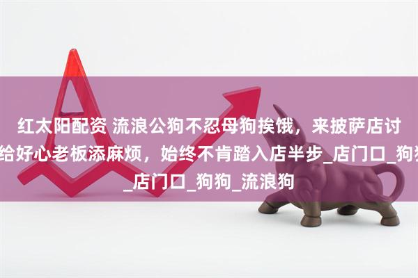 红太阳配资 流浪公狗不忍母狗挨饿，来披萨店讨食，又怕给好心老板添麻烦，始终不肯踏入店半步_店门口_狗狗_流浪狗
