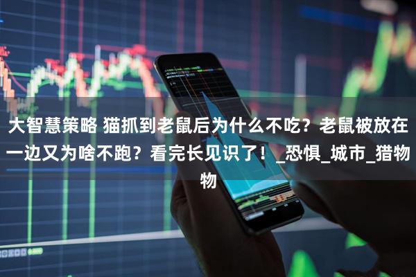 大智慧策略 猫抓到老鼠后为什么不吃？老鼠被放在一边又为啥不跑？看完长见识了！_恐惧_城市_猎物